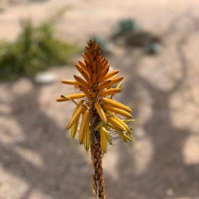 Xeriscape Garden
