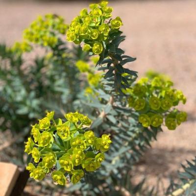 Xeriscape Garden