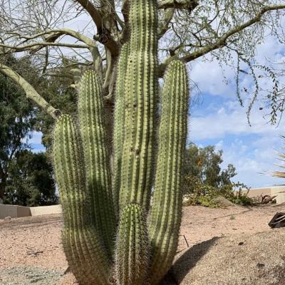 Xeriscape Garden