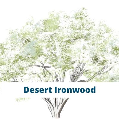 Desert Ironwood