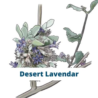 Desert Lavendar