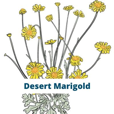 Desert Marigold