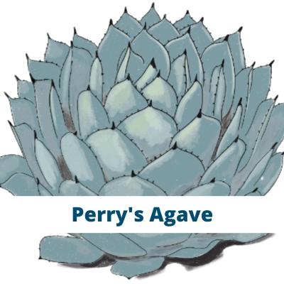 Perry's Agave