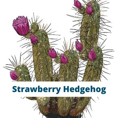 Strawberry Hedgehog