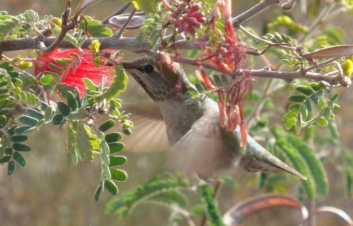 Close up of a hummingbird