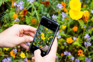 iNaturalist App Flowers