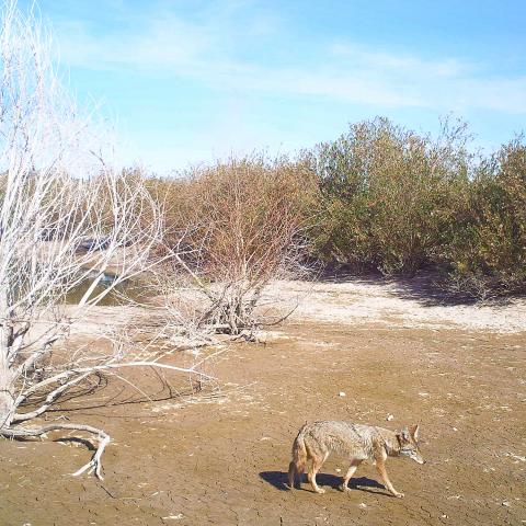 Coyote