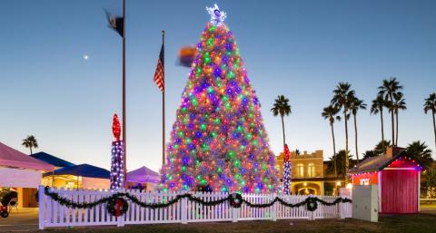 Tumbleweed Tree in Chandler withcolored lights at dusk