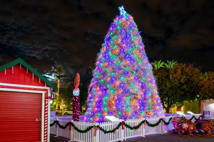 Tumbleweed Tree at night in Chandler AZ