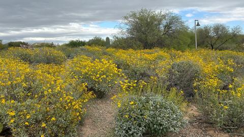 landscape at Veterans Oasis Park