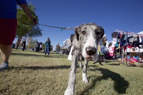 Every dog has its day at Woofstock in Chandler | City of Chandler