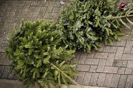 Christmas Tree Curbside Collection
