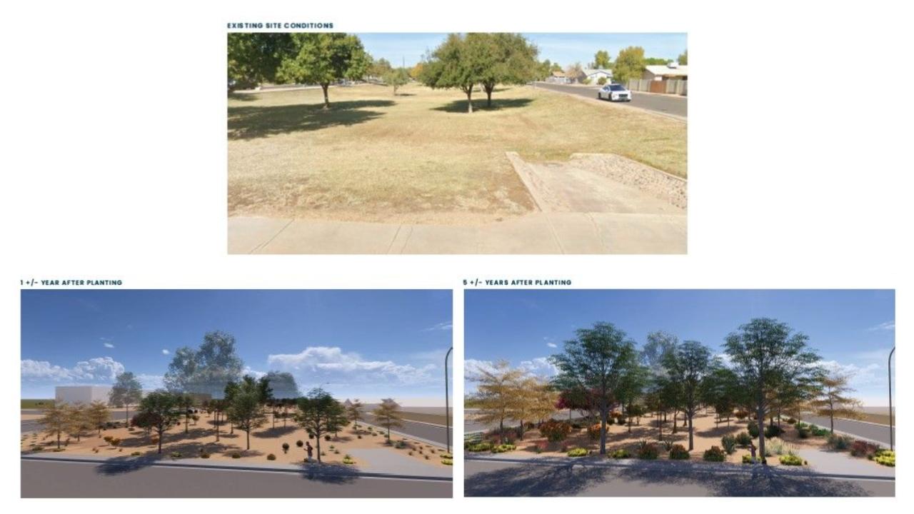Site 418A: McClintock Drive & Galveston Street | Projected Plant Growth Year 1 and 5