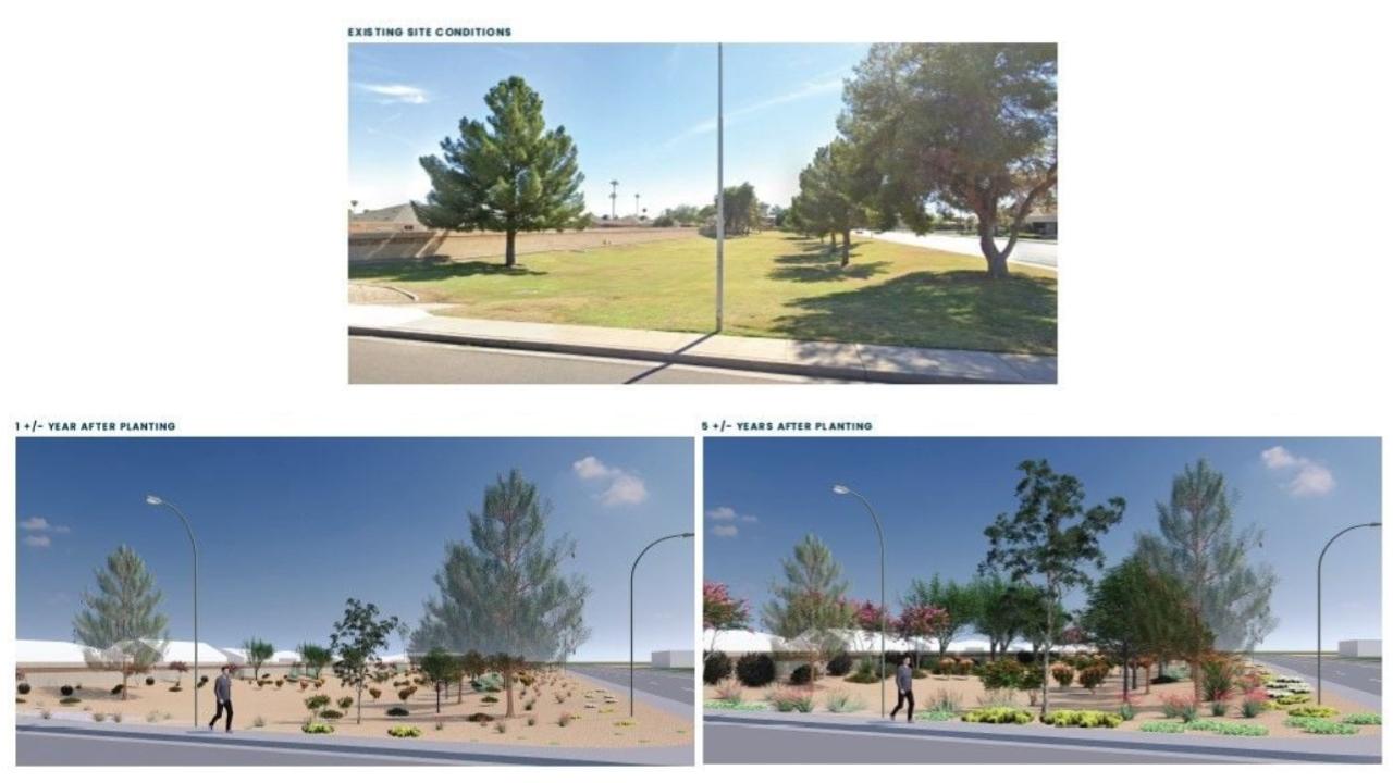 Site 108: Alma School & Palomino Drive | Projected Plant Growth Year 1 and 5