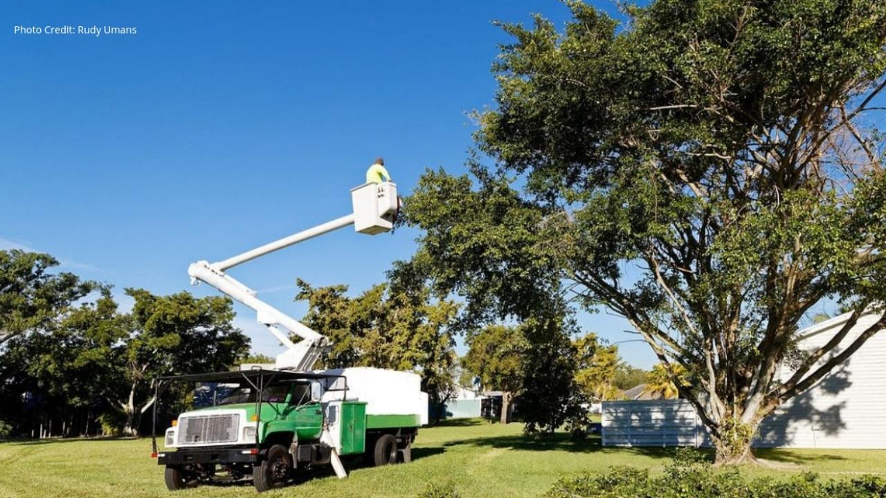 Certified Arborist
