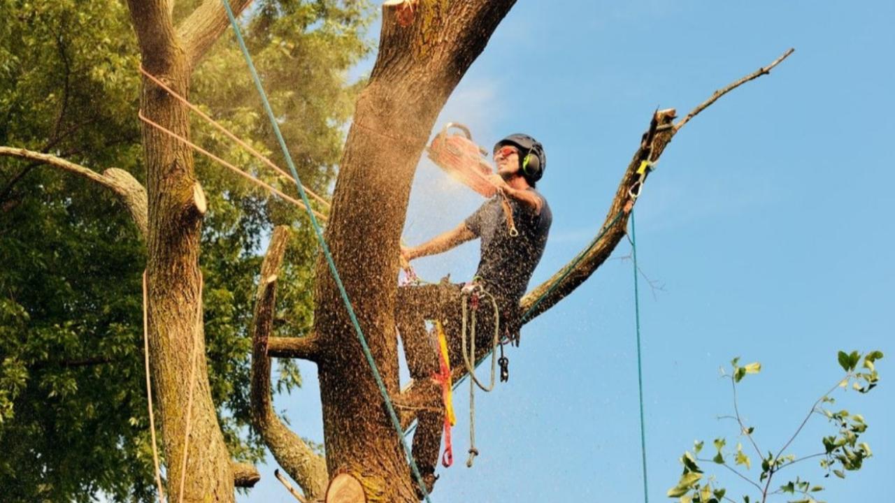 Certified Tree Worker