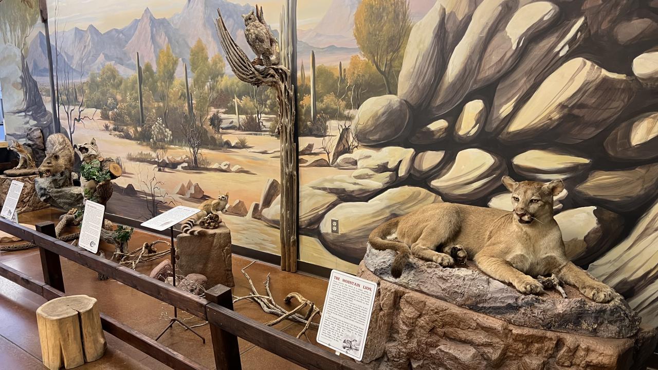 chandler nature center taxidermy exhibit