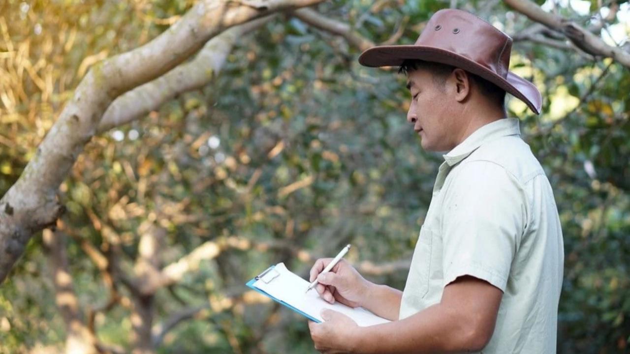 Consulting Arborist