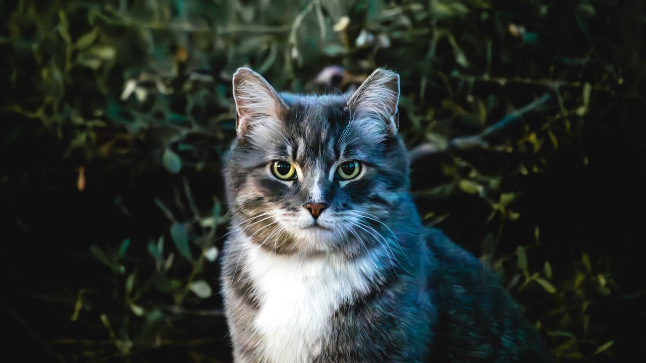 Third place Imran H wild cat