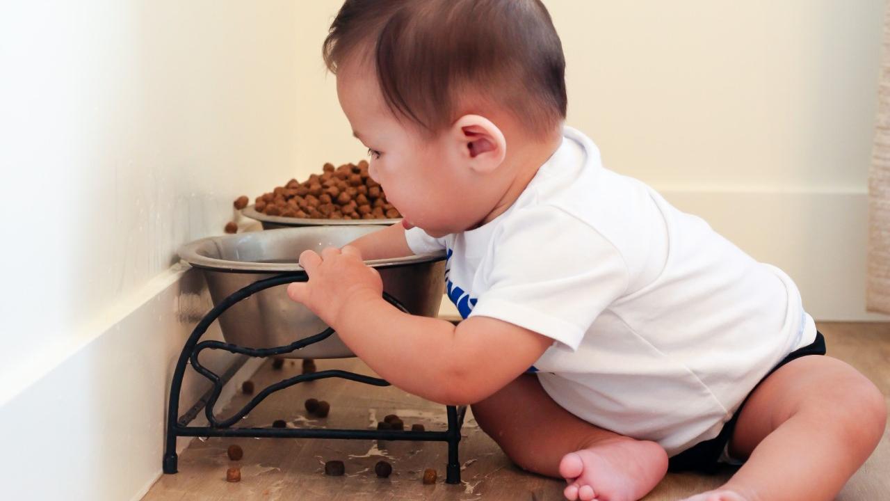 infant playing in dog bowl