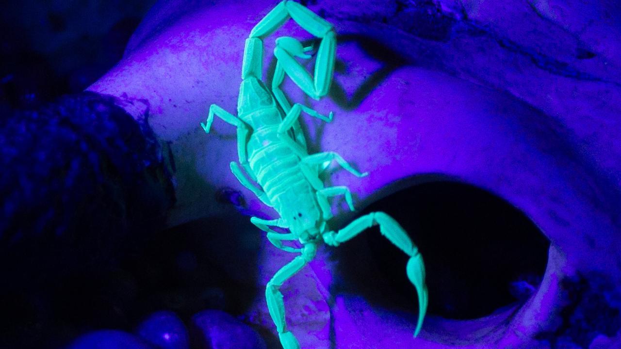 bark scorpion