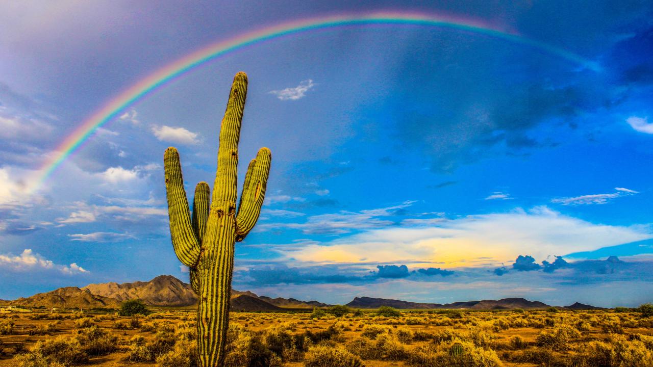 First place Julie H desert rainbow with cactus