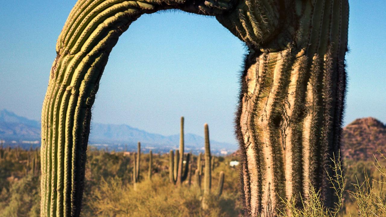 Second place photographer Kara H magestic saguaro