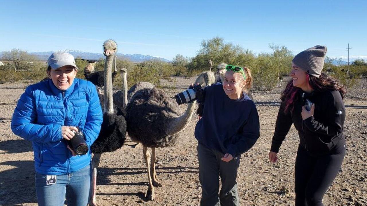 media crew with ostriches