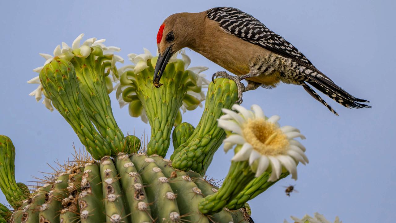 bird on a cactus by a flower