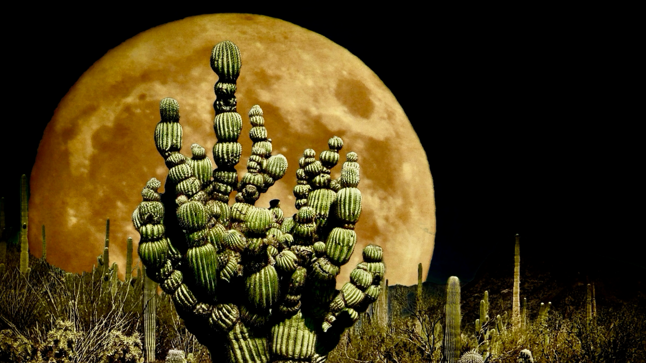 a moon glowing at night in the desert
