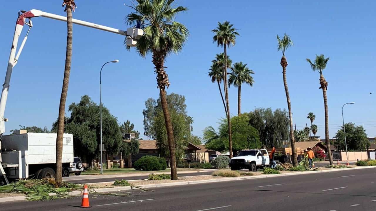 Pruning palm trees along the median.