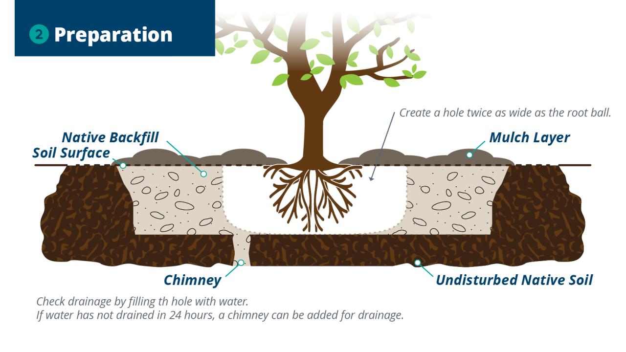 Guidelines for Planting Trees in the Desert City of Chandler