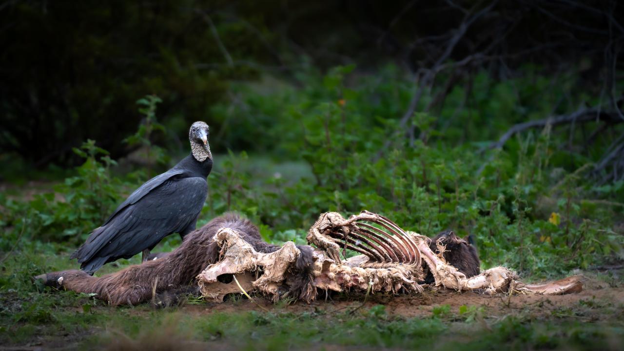 black vulture