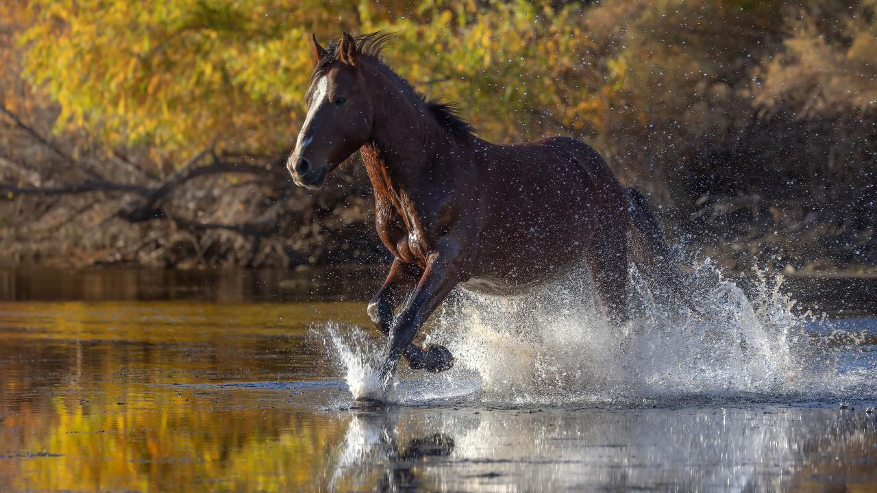 galloping mustang