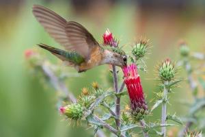 Hummingbird