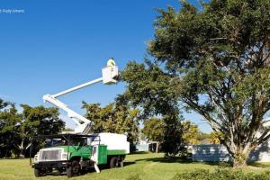 Certified Arborist