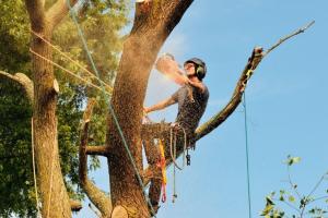 Certified Tree Worker
