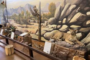 chandler nature center taxidermy exhibit