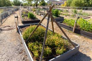 chandler nature center community education garden