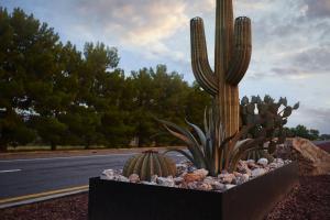 Landscape maintenance hardscape with a saguaro cactus display.