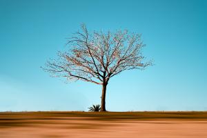 Third Place Imran H minimalist tree