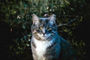 Third place Imran H wild cat