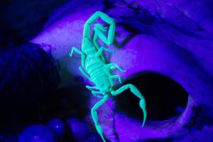 bark scorpion