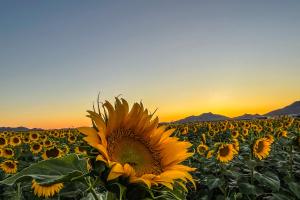 First place Julie H sunflower fields