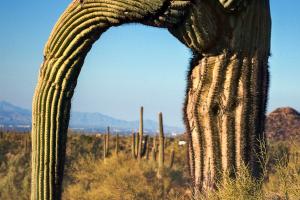 Second place photographer Kara H magestic saguaro