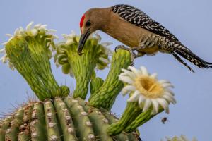 bird on a cactus by a flower