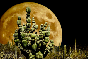 a moon glowing at night in the desert