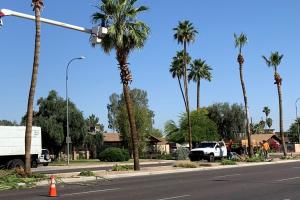 Pruning palm trees along the median.
