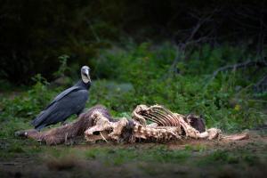 black vulture