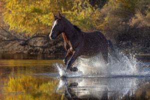 galloping mustang
